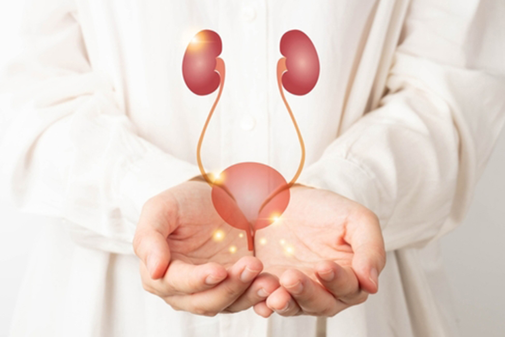 Human urinary system kidneys with bladder anatomy on doctor hands. Treatment of urinary tract infections, urinary incontinence or urinary retention. Urology concept.