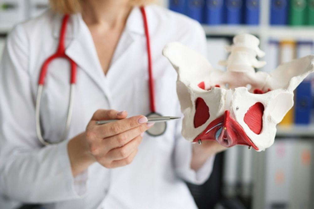 Gynecologist doctor holds model of bones of pelvic floor